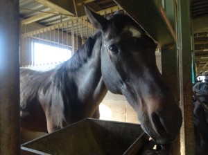 DSC00121 シンボリ